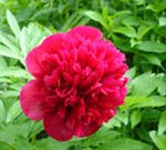 Пион — король летнего сада, какие бывают пионы?