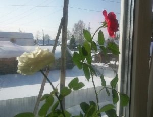 Подбадривание помогает далеко не всем!