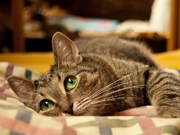 Все женщины кошки – так ли это? 