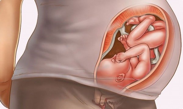 Беременность по неделям – как развивается плод и что ощущает женщина?