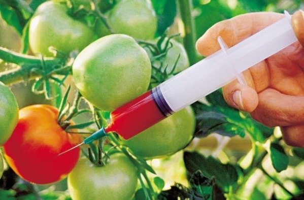 ГМО продукты опасны для здоровья человека ГМО продукты опасны для здоровья человека