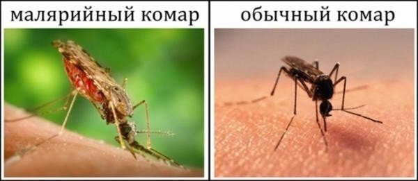 Какие болезни переносят комары и симптомы инфекций 
