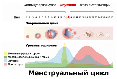 Фазы 