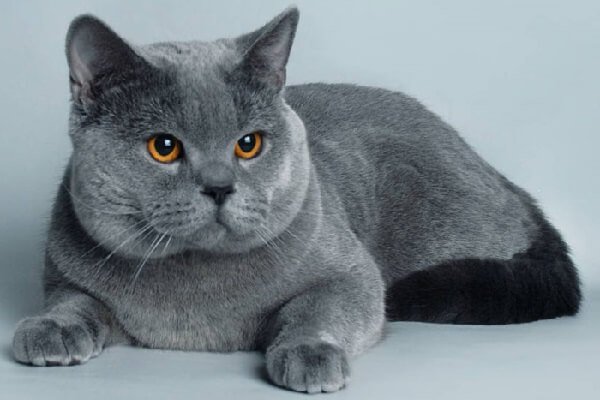 Русская голубая. Русская голубая.