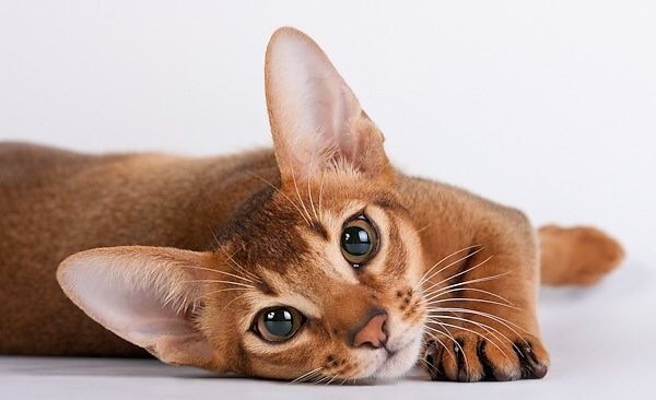 Абиссинский кот. Абиссинский кот.