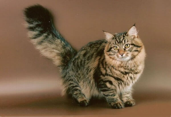 Сибирский кот. Сибирский кот.