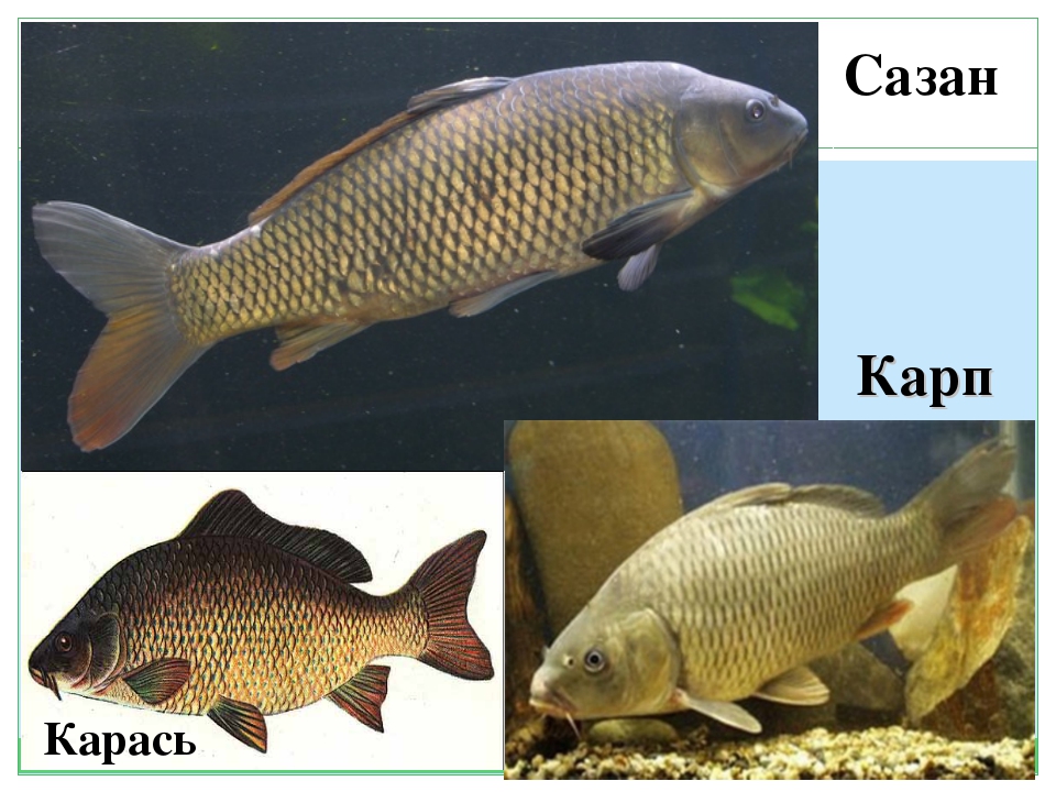 Карп, карась, сазан. Карп, карась, сазан.